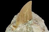 Otodus Shark Tooth Fossil in Rock - Eocene #111059-1
